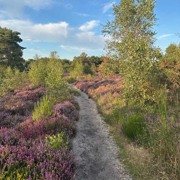 Heathland close to Lone Pine Park